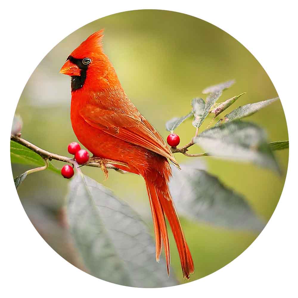 Red Cardinal Glass Snap - Gracie Roze