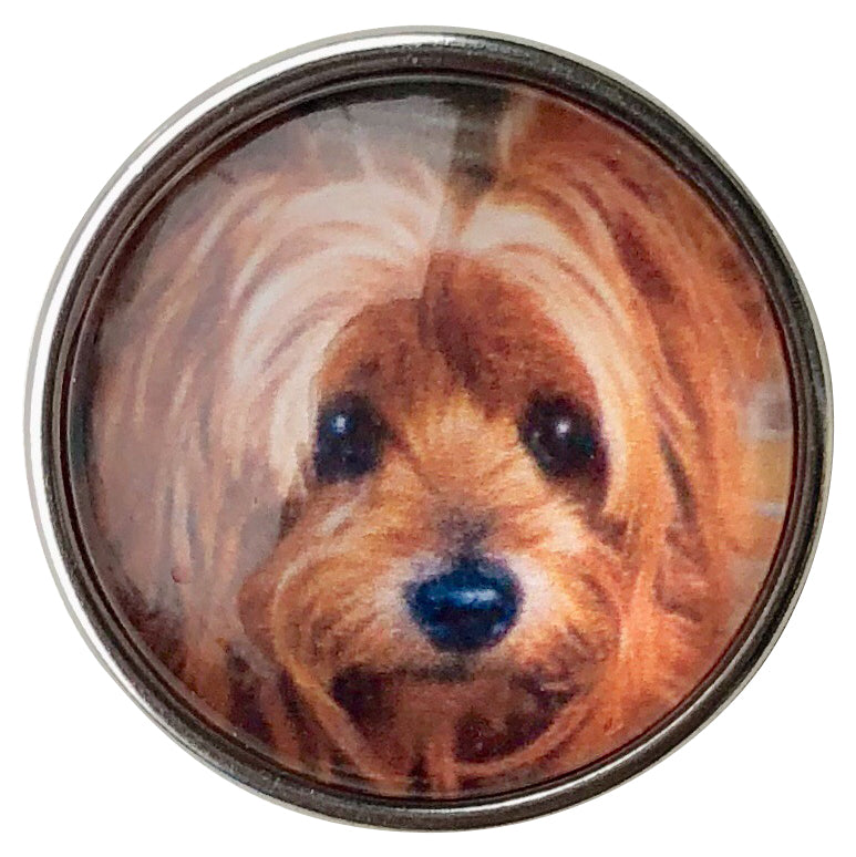 Yorkshire Terrier Snap - Gracie Roze