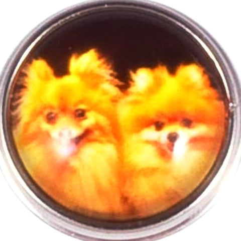 Pomeranian Puppy Snap - Gracie Roze