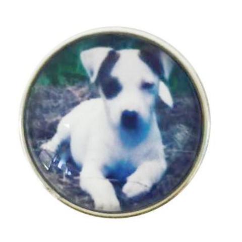 Jack Russell Terrier Snap - Gracie Roze