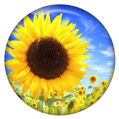 Sunflower Sky Standard Snap - Gracie Roze
